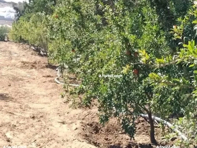 terrain contenant plusieurs arbres