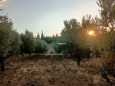 Terrain agricole à Mornag de 1.5 ha