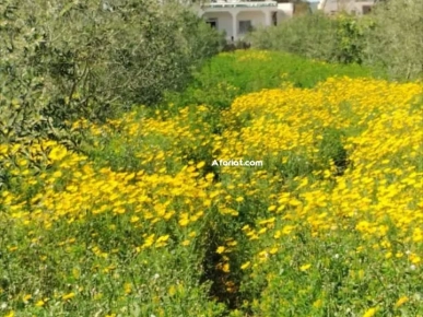 terrain agricole contenant une villa