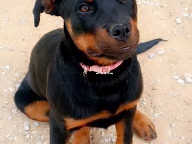 Chiot rottweiler âgée de 4 mois Chiot rottweiler âgée de 4 mois