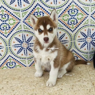 Husky marron Husky marron