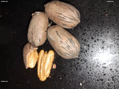 Noix de Pecan