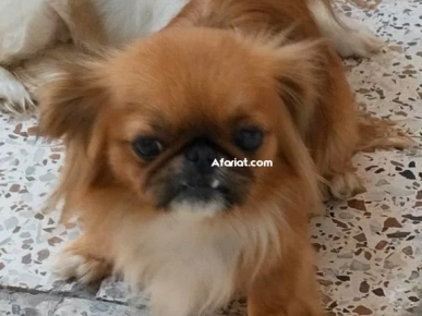 2 pekinois femelle 2 pekinois femelle