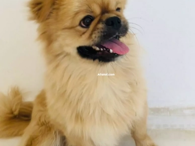 Chien pékinois