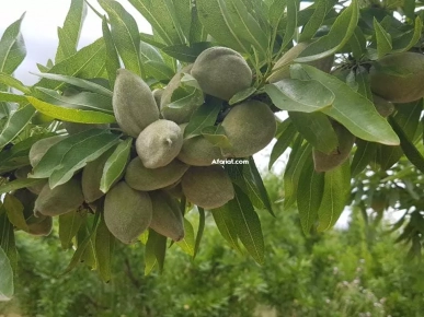 تخضيرة صابة لوز مازطو