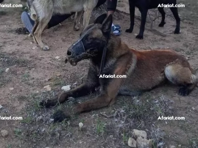 Chiots Malinois Chiots Malinois