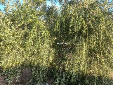 سانية زيتون للتخضير سانية زيتون للتخضير