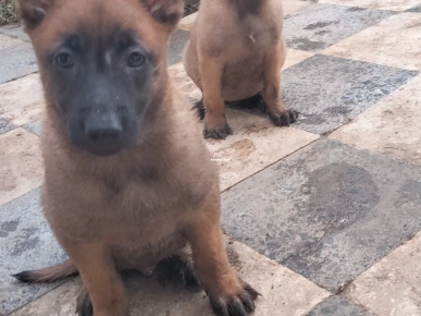 Couple malinois