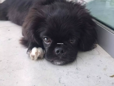 disponible Pékinois mâle, 4 mois,  Très gentil, Trop Actif, disponible Pékinois mâle, 4 mois,  Très gentil, Trop Actif,