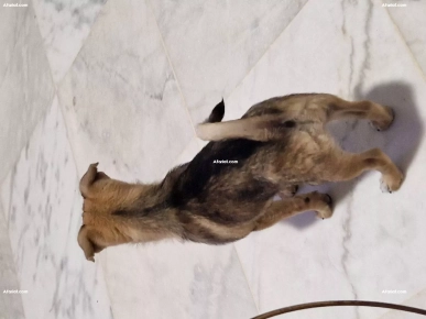 Chihuahua a vendre