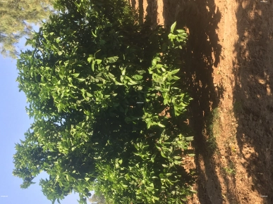 Agriculture Agriculture