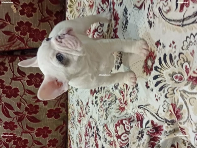 Bouledogue français mâle blanc