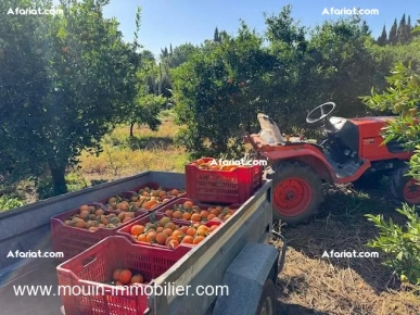 Ferme Beni Khaled II T1225 Nabeul