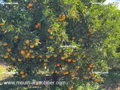 FERME BENI KHALLED 2 Beni Khalled T1225