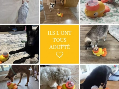 SmartDuck - Distributeur de friandises interactif