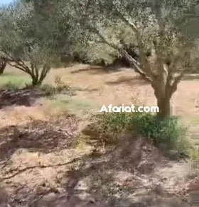 ferme d'olivier  à el haouaria