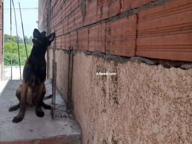 a vendre un chiot malinois charbonné