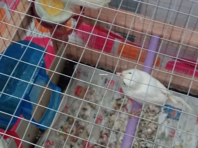 Volière neuve Volière neuve