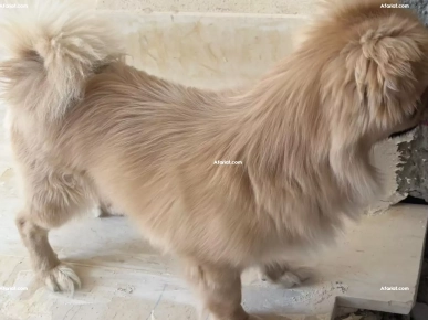 Chien pékinois