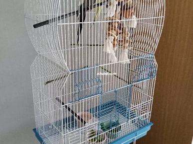 cages + couples