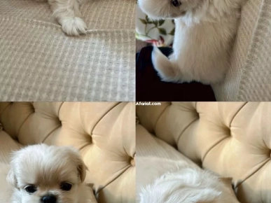 pekinois Mâle