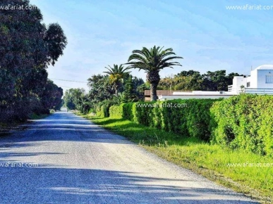 Terrain à vendre à kerkouane (8km kélibia)