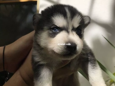 chien husky race pure