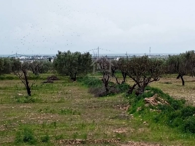 Terrain de 2700 m² à Hammamet Sud à vendre à 200 MD 51355351