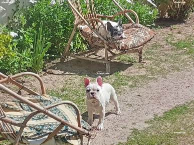 Bouledogue français mâle blanc