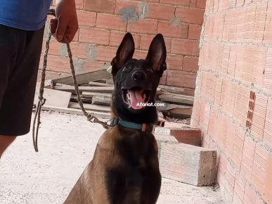 a vendre un chiot malinois charbonné