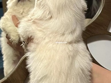 pekinois Males