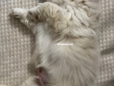 pekinois Mâle