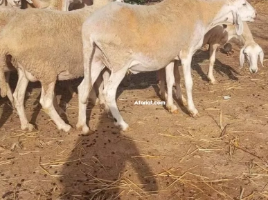 بيع الاغنام بالجملة و التفصيل بيع الاغنام بالجملة و التفصيل