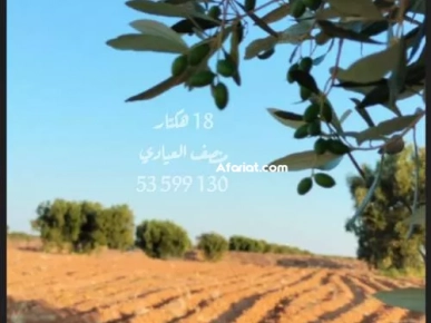 للبيع أرض فلاحية صفاقس 19 هكتار زيتون شملالي كبير و مثم