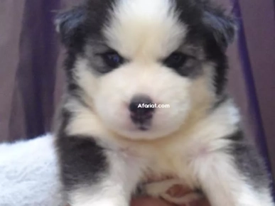 Husky  Poil long Husky  Poil long