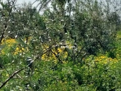 terrain agricole contenant une villa