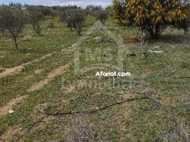 Un lot de terrain de 500 m² à vendre à 60 MD à Hammamet Sud