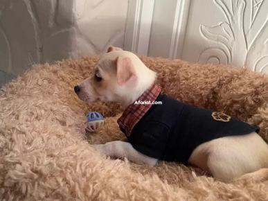 chien chihuahua 3 mois