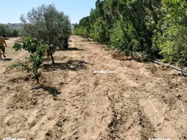 terrain contenant plusieurs arbres