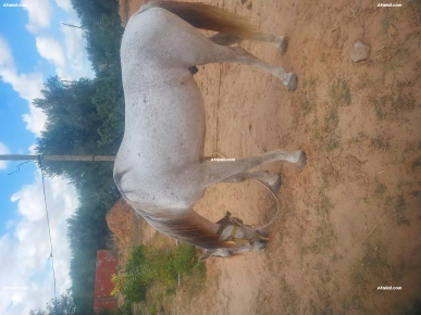 cheval Arabe-barb