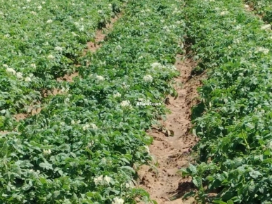 terrain agricole  à vendre