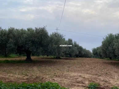 Terrain de 6000m² à Vendre – Takelsa Rtiba