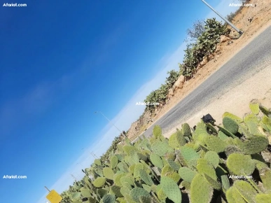 Deux Terrains à Route El-AIn KM 12 Sfax