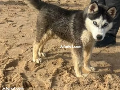 à vendre Husky 3 mois