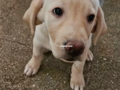 chien mâle labrador