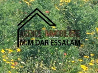 terrain agricole à vendre