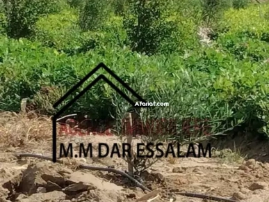 terrain contenant plusieurs arbres