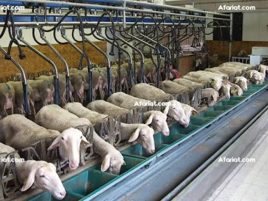 قطاع الفلاحة و تربية الماشية