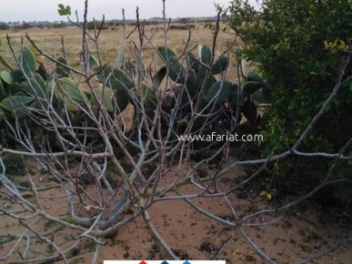 Terrain agricole de 6 hectares a el haouaria cap bon