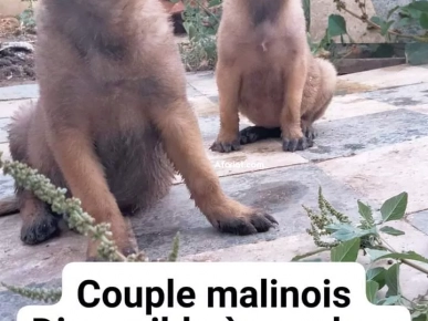 Couple malinois